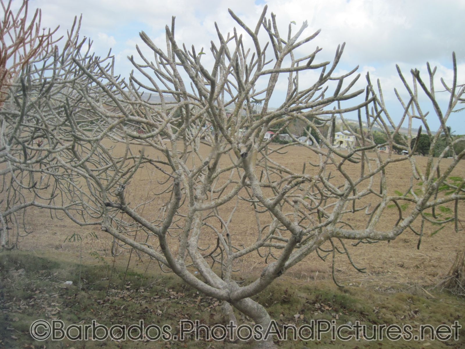Tree without leaves in Barbados.jpg
