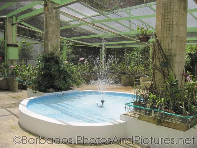 Indoor fountain at Orchid World in Barbados.jpg
