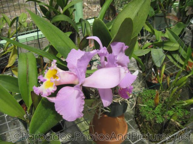 Lavender flowers with curly edges at Orchid World Barbados.jpg
