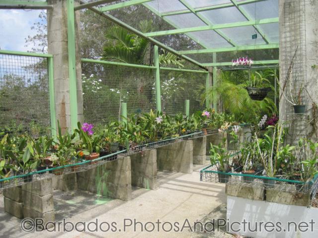 Wire structure with small potted plants at Orchid World Barbados.jpg
