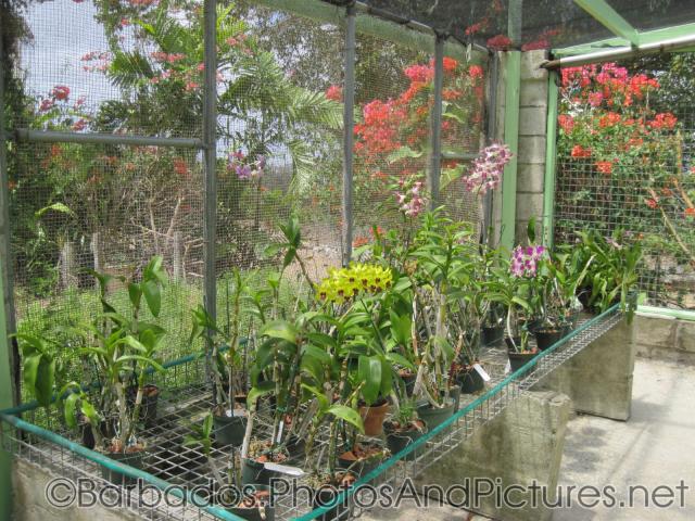 Small potted plants and flowers at Orchid World Barbados.jpg
