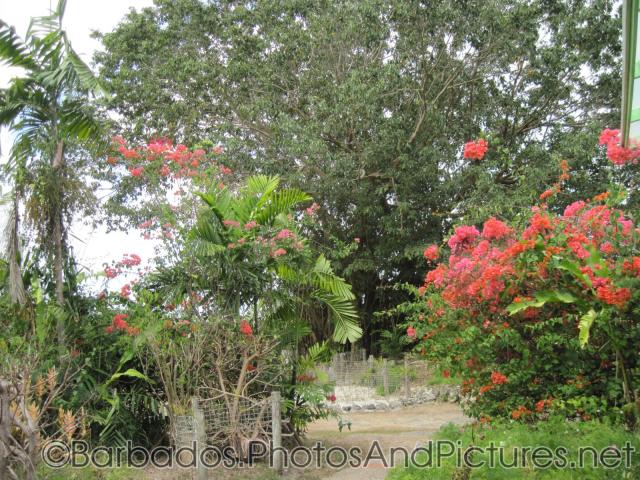 Walking path lined with red flower plants and trees at Orchid World Barbados.jpg
