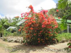 Large plant with red flowers at Orchid World Barbados.jpg
