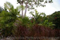 Palms and plants with red flowers at Orchid World Barbados.jpg
