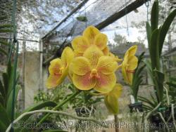 Close up of a yellow orchid with red dots at Orchid World Barbados.jpg
