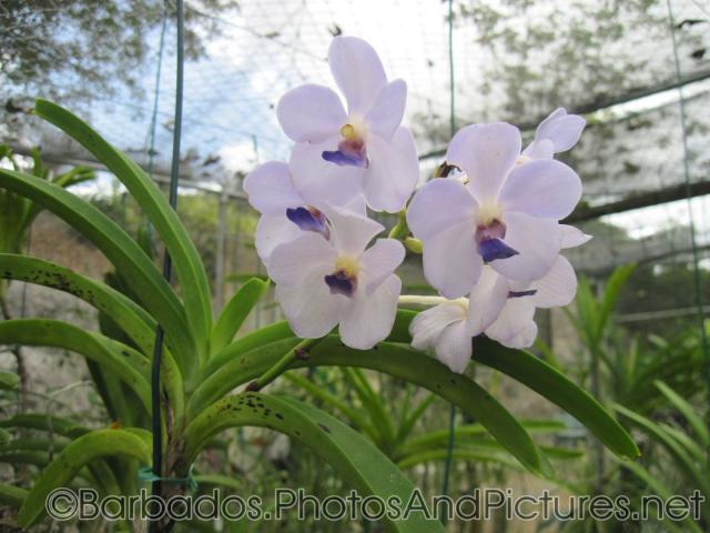 White orchid with purple in the middle at Orchid World Barbados.jpg
