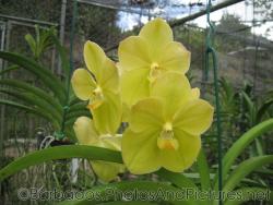 Yellow orchid with 5 petals at Orchid World Barbados.jpg
