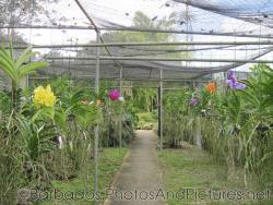 Orchids inside a stick and wire structure at Orchid World Barbados.jpg
