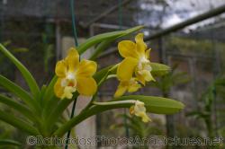 Yellow orchid with hints of white at Orchid World Barbados.jpg
