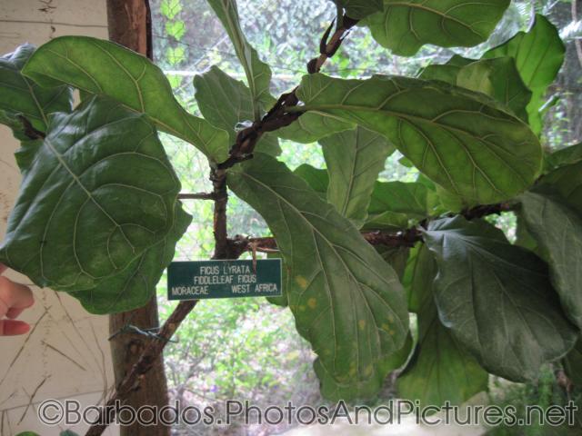 Ficus Lyrata Fiddleleaf Ficus from West Africa at Orchid World Barbados.jpg

