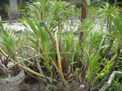 Grammatophylum Speciosum at Orchid World Barbados.jpg
