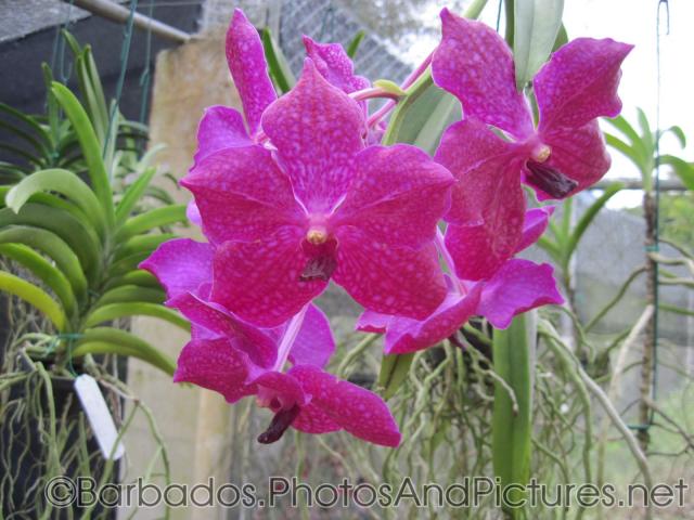 Close up of hot pink orchid with white spots at Orchid World Barbados.jpg
