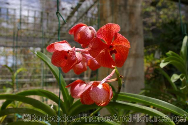 Red hybrid orchid at Orchid World in Barbados.jpg
