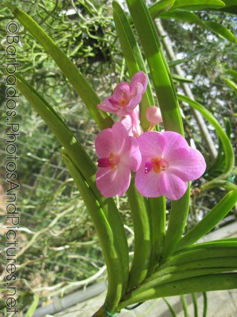 Pink orchid at Orchid World in Barbados.jpg
