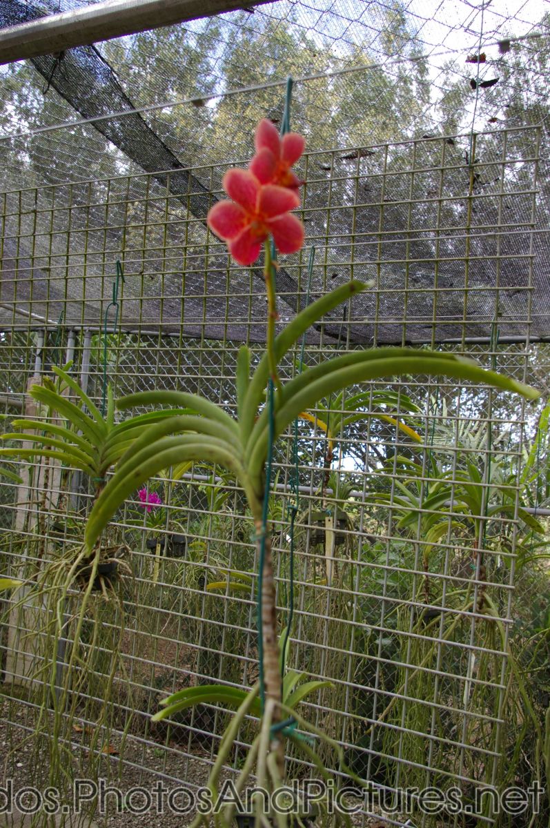 Fuzzy red orchid at Orchid World in Barbados.jpg
