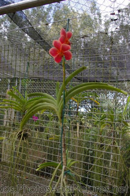 Fuzzy red orchid at Orchid World in Barbados.jpg
