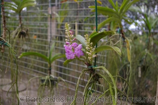 Lavender orchid at Orchid World in Barbados.jpg
