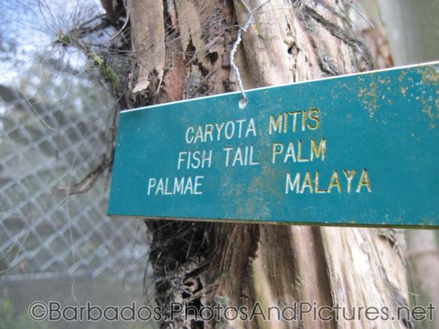 Caryota Mitis Fish Tail Palm at Orchid World in Barbados.jpg
