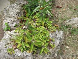 Plant with saw tooth leaves on a rock at Orchid World in Barbados.jpg
