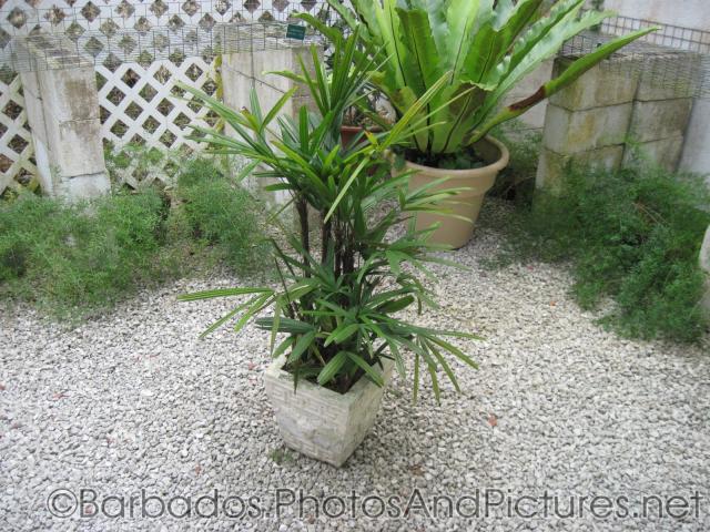 Plant in stone container in a pebble garden at Orchid World in Barbados.jpg
