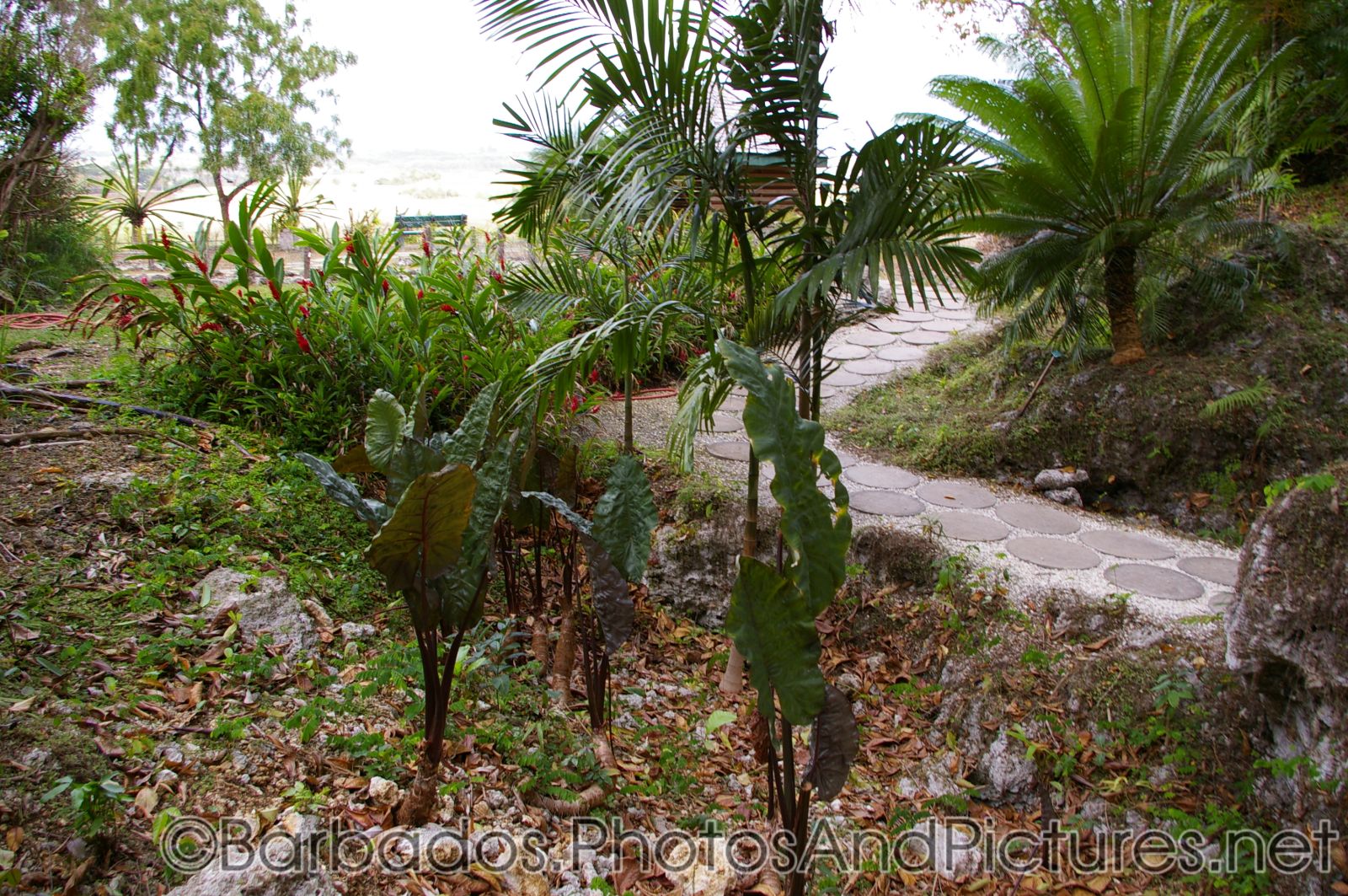 Tropical plants at Orchid World in Barbados.jpg
