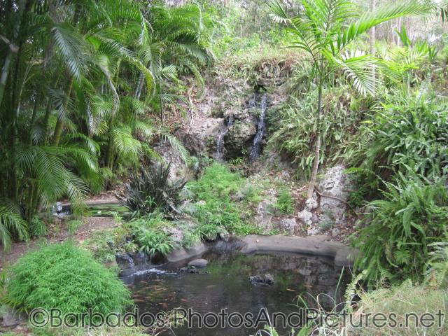 Small waterfall and pond at Orchid World in Barbados.jpg
