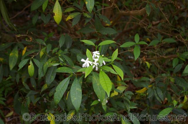 Small white flower with green leaves at Orchid World in Barbados.jpg
