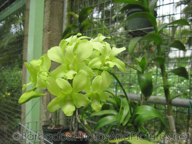 Light green flowers that look like leaves at Orchid World in Barbados.jpg
