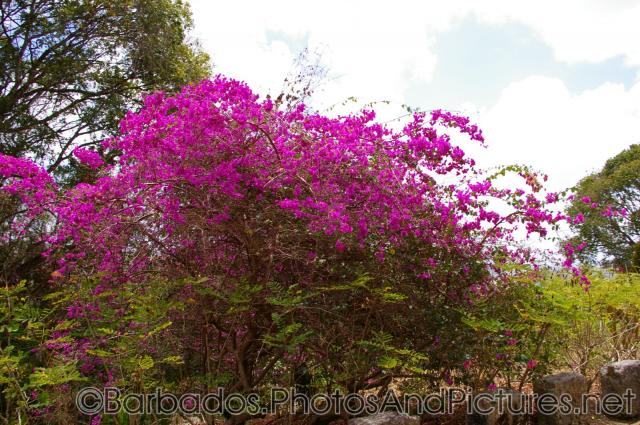 Large plant with pink flowers at Gun Hill Signal Station in Barbados.jpg
