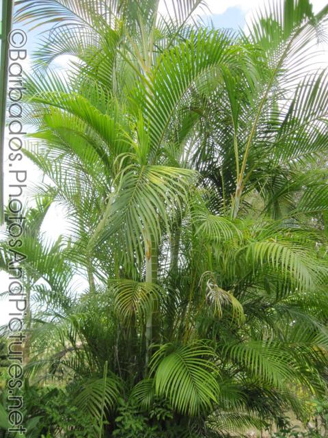Palms and bamboos at Orchid World in Barbados.jpg
