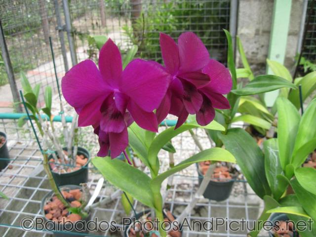 Close up of magenta flowers with 5 petals at Orchid World in Barbados.jpg

