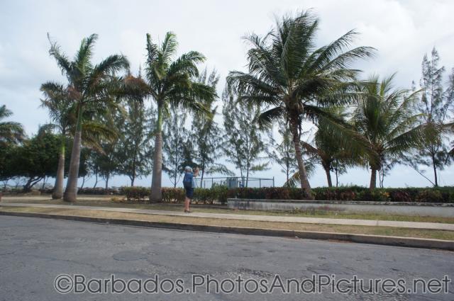 Palm trees in Bridgetown Barbados.jpg
