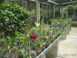 Wired shelf tables with container flower plants at Orchid World in Barbados.jpg