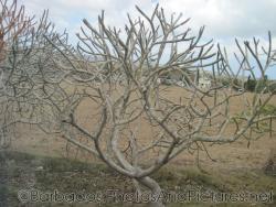 Tree without leaves in Barbados.jpg