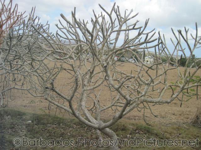 Tree without leaves in Barbados.jpg
