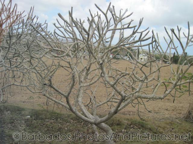 Tree without leaves in Barbados.jpg