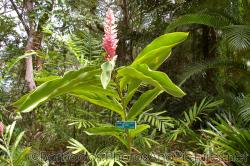 Alpinia Purpurata Rosea Pink Ginger Zingiberaeaf from S.jpg
