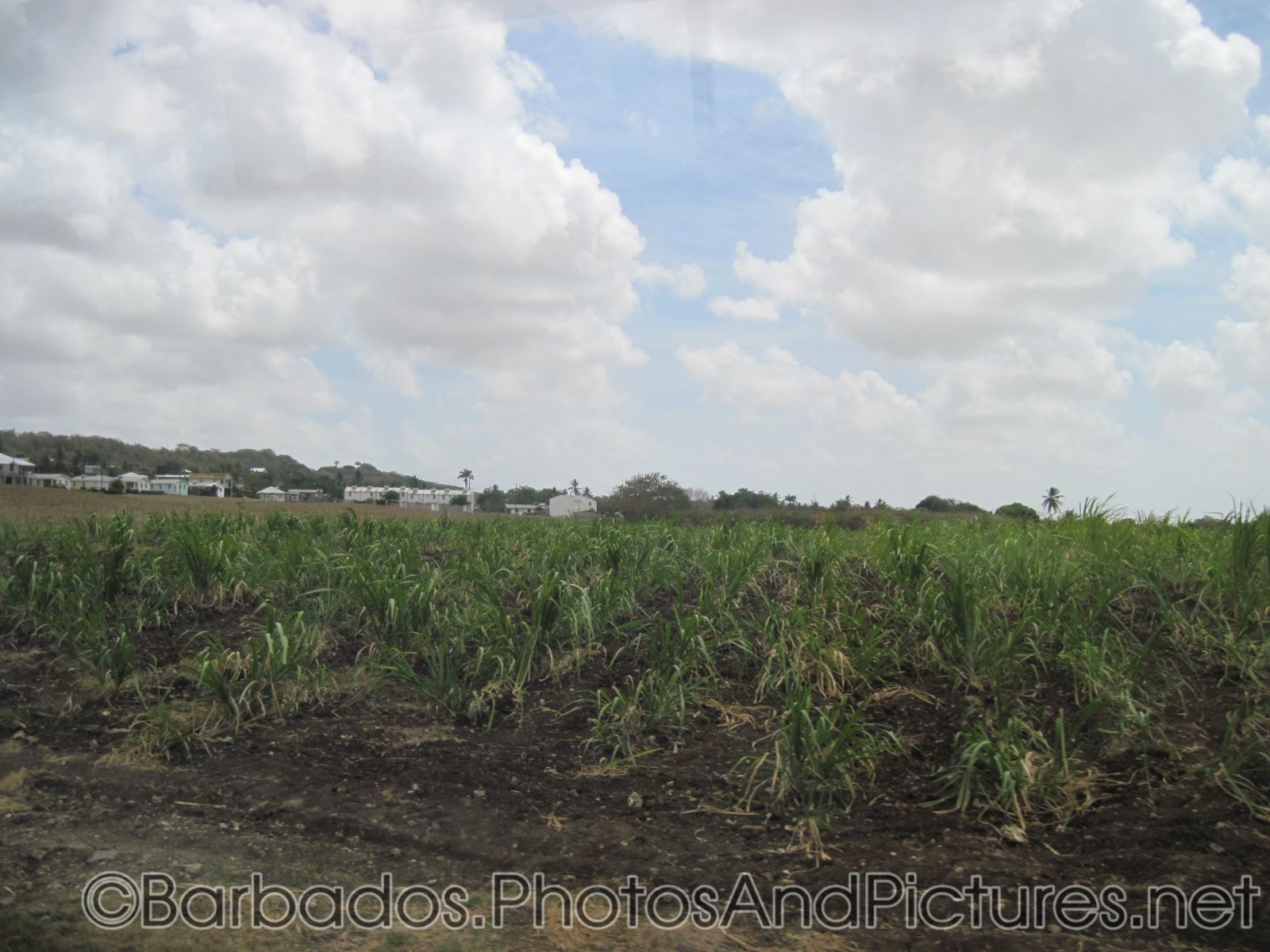 Farm field in Barbados.jpg
