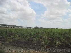 Farm field in Barbados.jpg