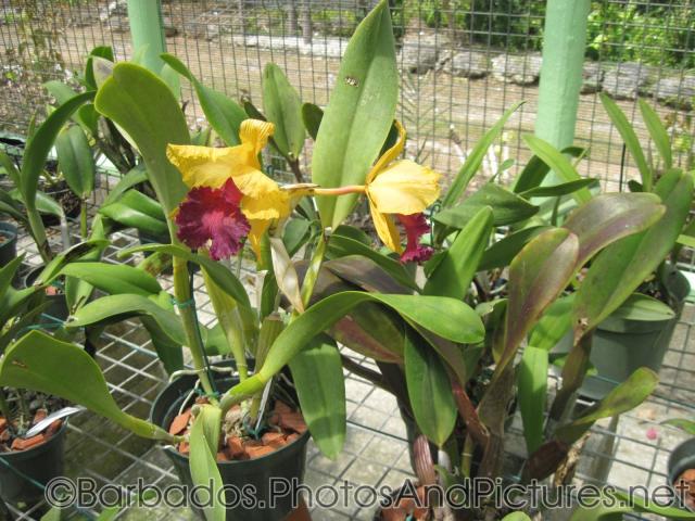 Potted yellow and red flowers at Orchid World in Barbados.jpg
