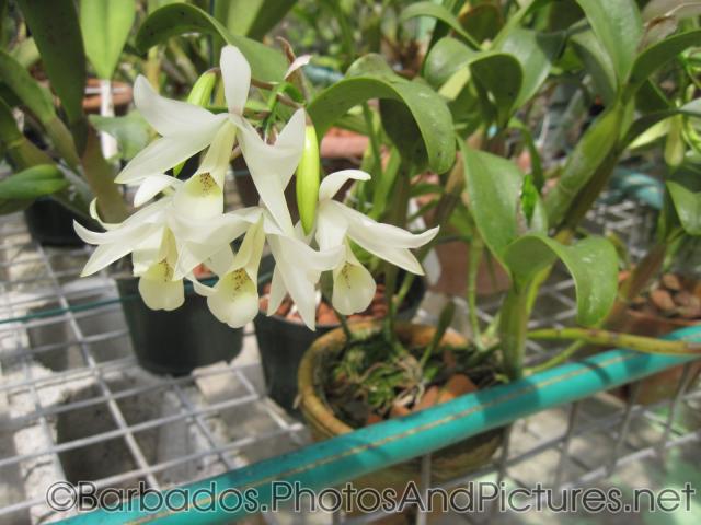 White bulb flowers at Orchid World Barbados.jpg