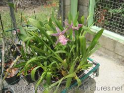 Orchid with purple blade-like petals at Orchid World Barbados.jpg