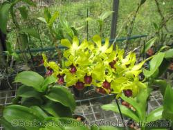 Plant with light green flowers at Orchid World Barbados.jpg