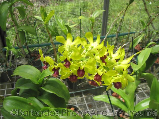 Plant with light green flowers at Orchid World Barbados.jpg