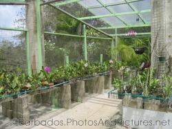 Wire structure with small potted plants at Orchid World Barbados.jpg