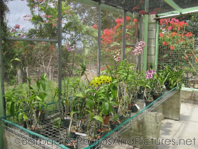 Small potted plants and flowers at Orchid World Barbados.jpg
