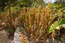 Plant stalks with rain drop shaped red flowers at Orchid World Barbados.jpg