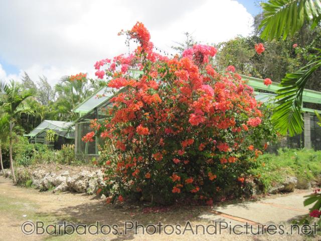 Large plant with red flowers at Orchid World Barbados.jpg