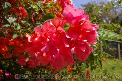 Lush red flowers at Orchid World Barbados.jpg