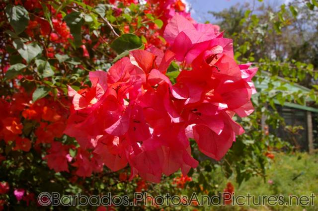 Lush red flowers at Orchid World Barbados.jpg